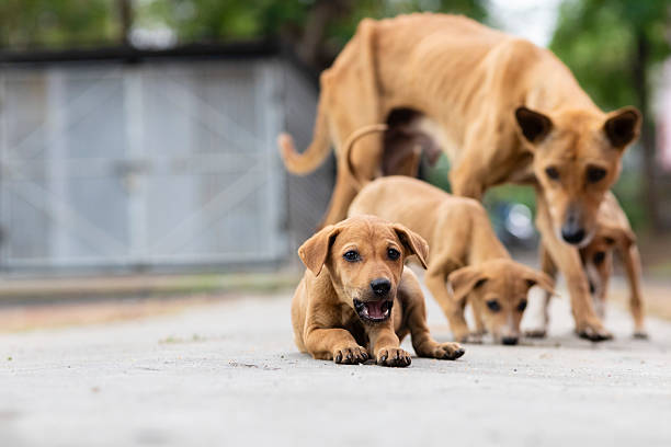 istock Indian street dogs 2220122705