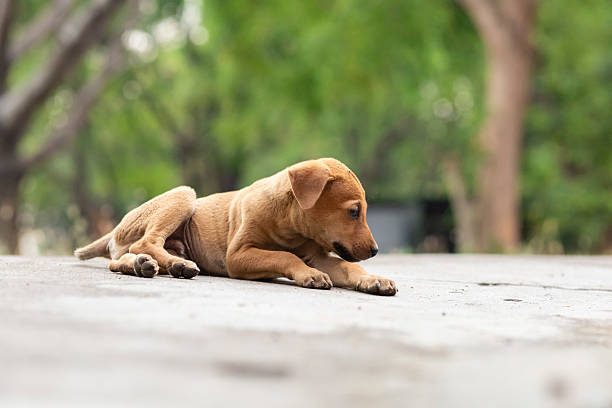 A lonely cute brown puppy sitting on road with blurry background