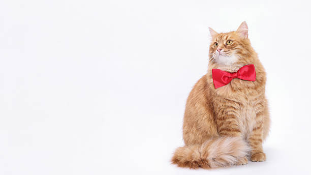 istock Elegant Ginger Cat Wearing Red Bow Tie in Studio Setting 2220123325