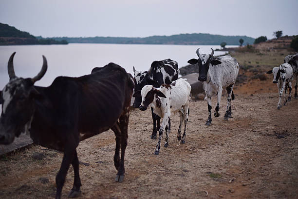 A group of black and white cows and calves walking in a line along a dry dirt path beside a calm lake during evening hours. The rural landscape, with open skies and distant hills, reflects traditional pastoral life and themes of agriculture, livestock, and countryside serenity.
