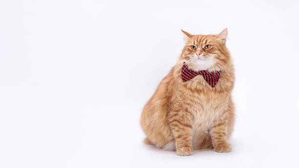 istock Ginger Cat in Red and Black Bow Tie Sitting on White Background 2220123837