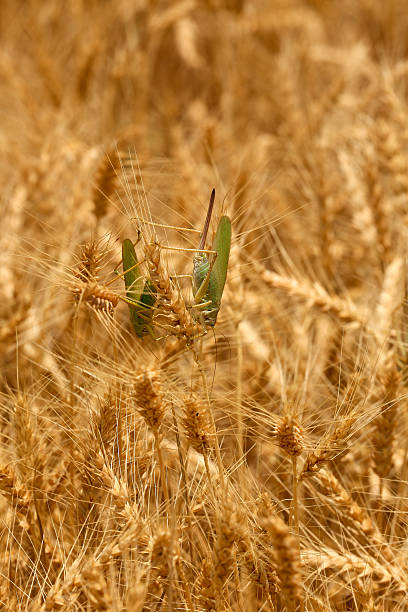 istock Green Grasshopper on Ripe Wheat – Rural Turkey 2220125341