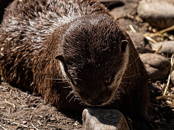 Extreme Close-Up Of Otter.