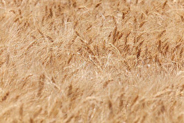 istock Golden Wheat Field Ready for Harvest in Summer 2220127538