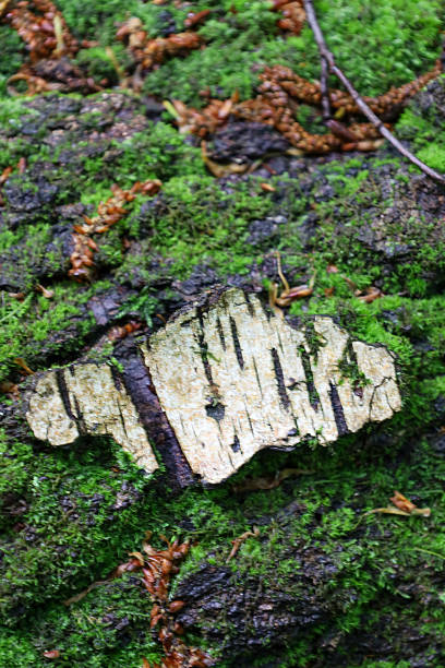 Peeling birch bark with black stripes lies on a mossy tree surface, creating a contrast of textures and colors. This natural element adds uniqueness to the forest composition.