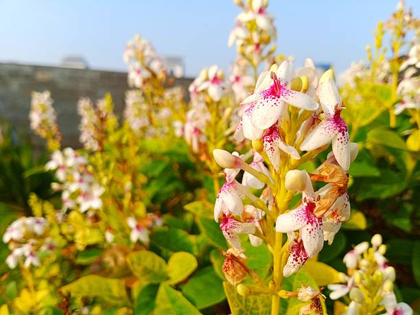 Jasmine ornamental plant
