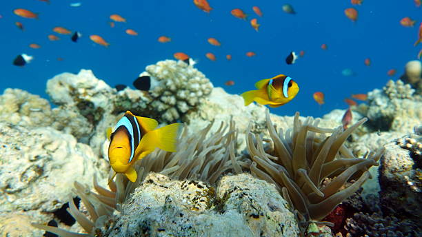 istock Red sea clown fish. Nemo . 2220127910