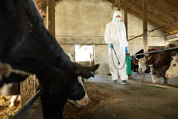istock Man Spraying Disinfectant Among Cows 2220128016