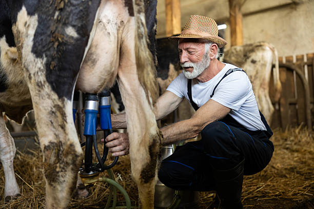 istock Farmer Milking Cow with Equipment 2220128120