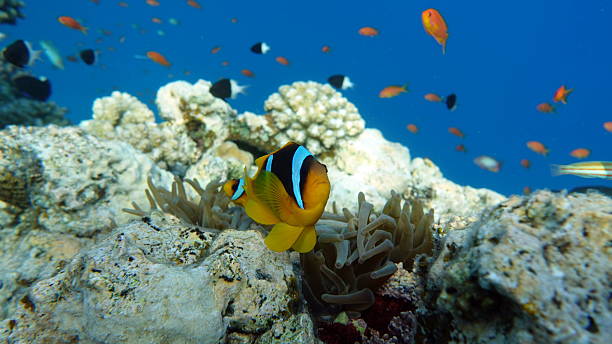 istock Red sea clown fish. Nemo . 2220128129