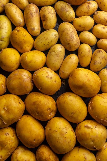 Many raw potatoes filling the frame creating a food background
