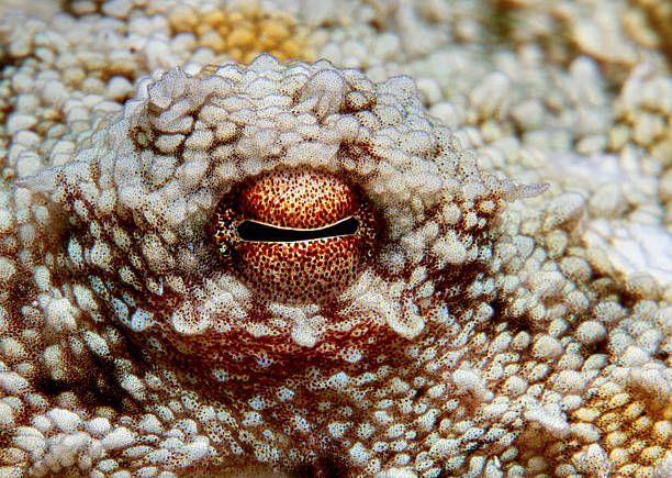 istock The eye of an octopus 2220129887