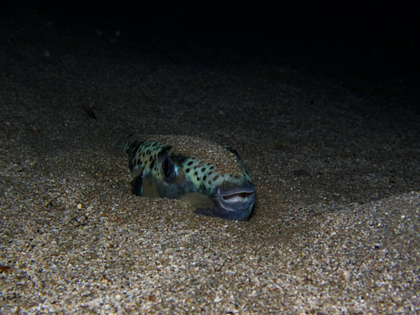 istock Dangerous invasive pufferfish from Cyprus 2220129941