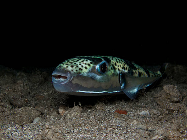 istock Dangerous invasive pufferfish from Cyprus 2220130010