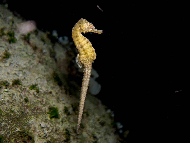 istock Seahorse from Cyprus 2220130092