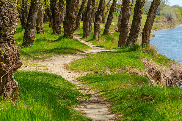 The forest and paths create a stunning natural scene, with beautiful spring landscapes featuring green grass and trees
