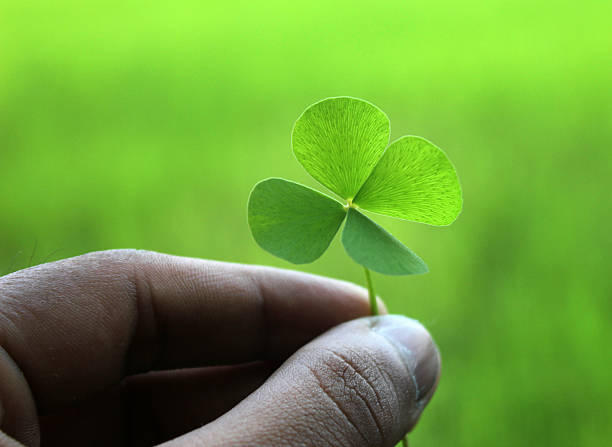 istock Hand holding a green clover leaf with blur background . soft focus on leaf. 2220137175