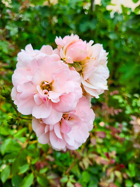 istock A pink rose flower in the garden. 2220137205