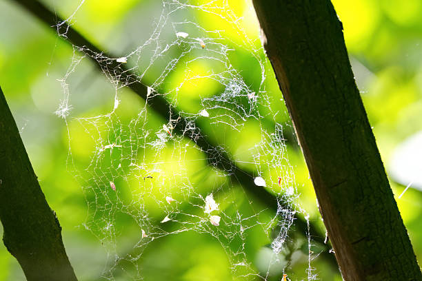 spider web with petals gently blowing in the wind, diagonal branch in green background, sunny day, tattered spider web with trapped white petals and pollen, bright green background