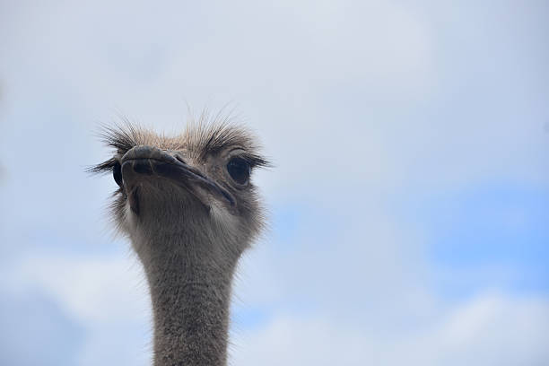 Looking up at an ostriches head in the clouds.