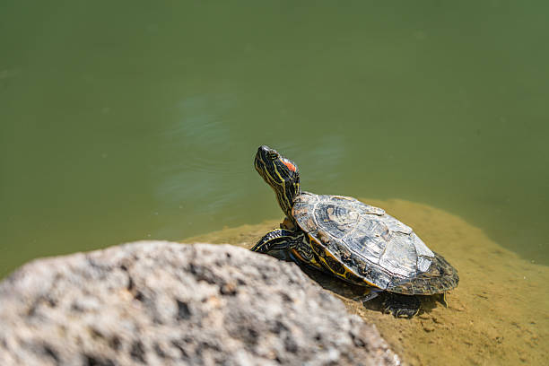 istock Red-eared slider turtle basks on rock by water, its head raised, showcasing its distinctive red stripe. Green water reflects tranquility of scene.Aivazovsky sanatorium. Paradise Park. Partenit, Crimea 2220139171