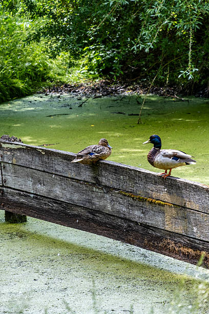 istock two ducks sit on thin wooden slats 2220139756