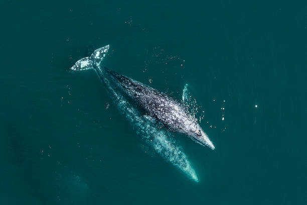 istock Gray whale mother and calf swimming in Pacific Ocean 2220140149