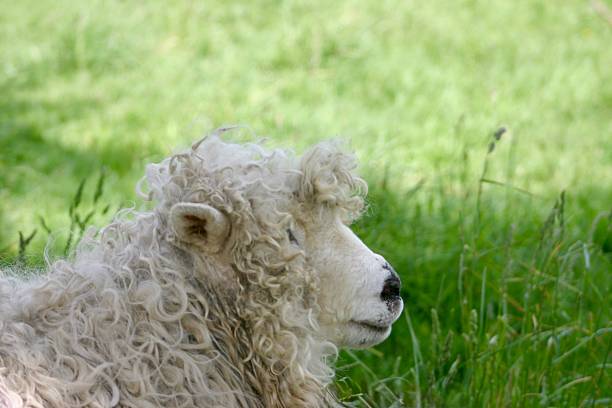 A side view of a smiling dozing large Marino sheep sitting on the grass at Ambury Park,  a public park with farm animals in Auckland. Marino Sheep have extra thick and soft wool and are common in New Zealand and Austrailia.