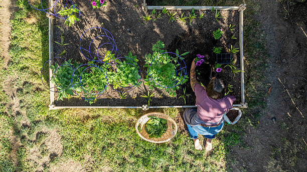 istock Summer Gardening at Home 2220142071