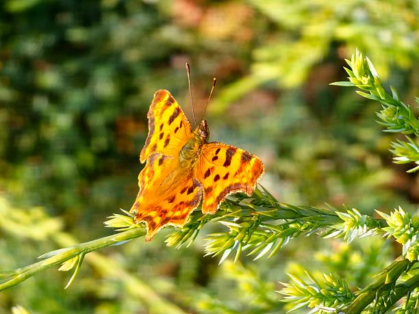 Shaggy butterfly Polygonia c-album on a juniper branch.