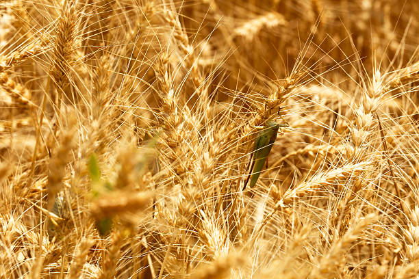 Glume blotch (Phaeosphaeria nodorum, Septoria glumarum) infected wheat ear. Cereals ear disease.