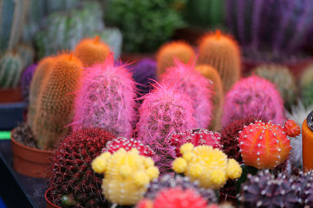 A high angle view of multiple potted cacti arranged neatly in a greenhouse, with several plants in bloom displaying delicate white and pink flowers. The image captures the beauty of cactus cultivation, diversity of species, and the care involved in botanical propagation and greenhouse gardening.