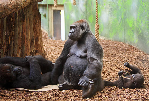 The young western lowland gorilla (Gorilla gorilla gorilla) is lying on heap of the shavings.