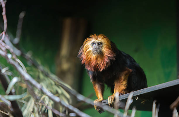 Golden-headed Lion Tamarin monkey (Leontopithecus chrysomelas)