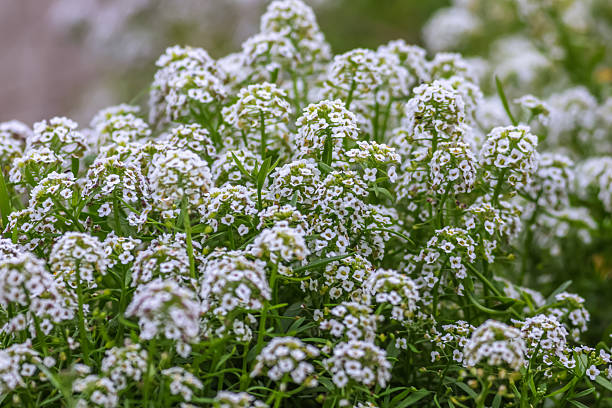istock Sweet alyssum or sweet Alison. 2220149151