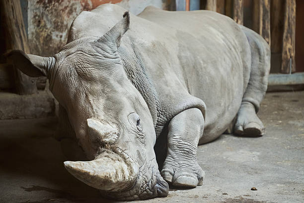 istock The white rhinoceros, square-lipped rhinoceros (Ceratotherium simum) 2220151046