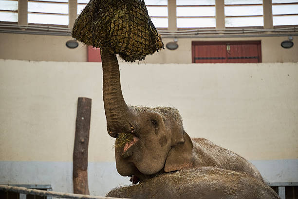 Asia elephant eating