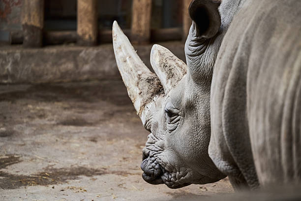 African Rhino