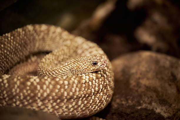 istock Crotalus vegrandis, or the Uracoan Rattlesnake 2220151254
