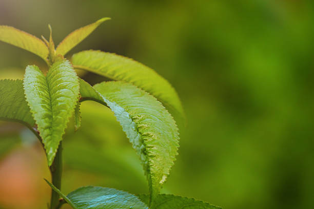 Young tree macro photo in focus and defocus natural blurred background