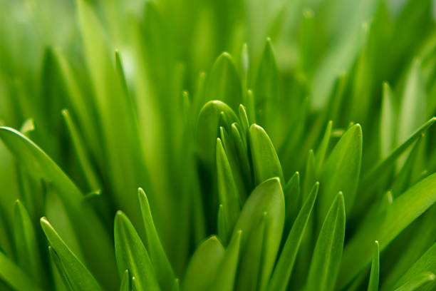Fresh green wheatgrass as background, closeup, Green grass leave on the field with bright light and forest background for wallpaper, space copy and background