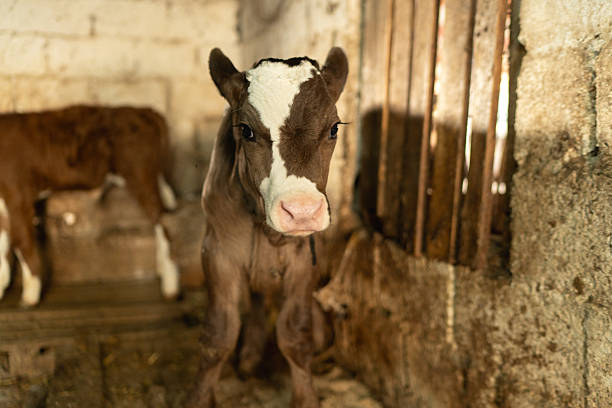 Cute Little Calf on the Farm