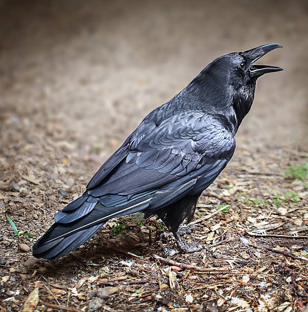 majestic black raven stands on the ground and has an open beak