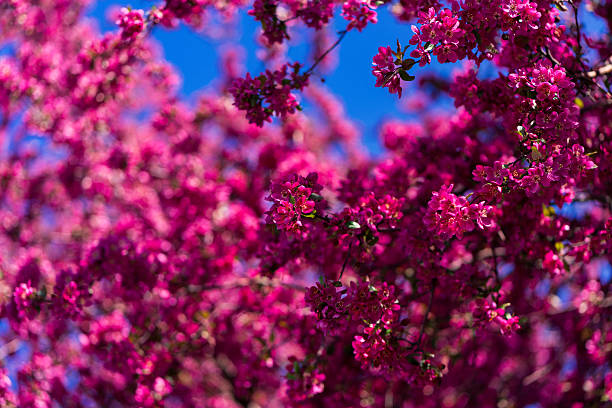 Blossoming Tree with Colorful Pink Flowers - Sprintime blossoms nature scenic.