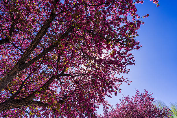 Blossoming Tree with Colorful Pink Flowers - Sprintime blossoms nature scenic.