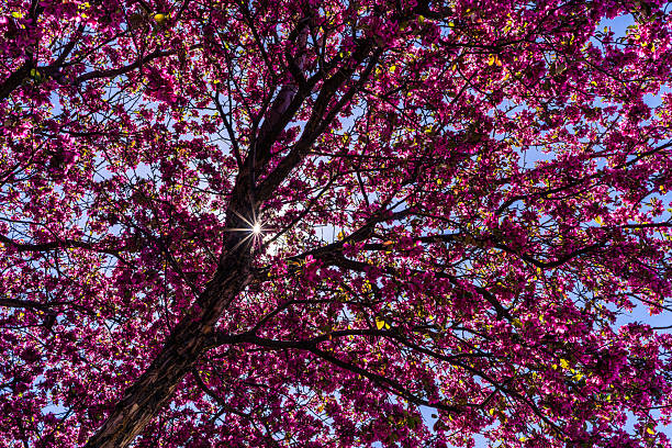 Blossoming Tree with Colorful Pink Flowers - Sprintime blossoms nature scenic.