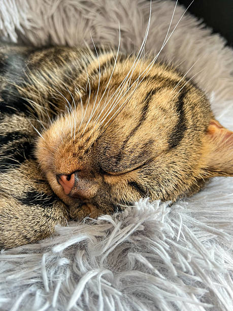 istock Cute tabby Scottish Straight marble tabby cat sleeping on a fur pillow 2220167595