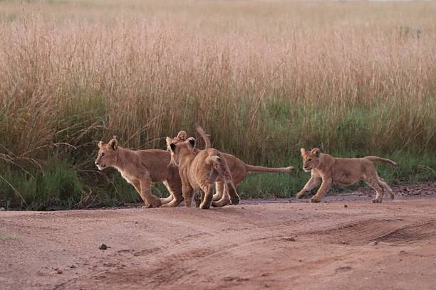 Four playful lion cubs running joyfully along a dirt road, surrounded by tall grass in the vibrant African savanna