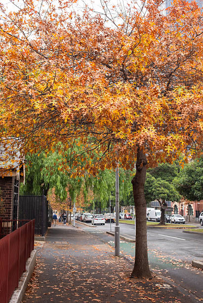Melbourne, Australia - May 23, 2025: Melbourne streetscape with Autumn trees losing their leaves