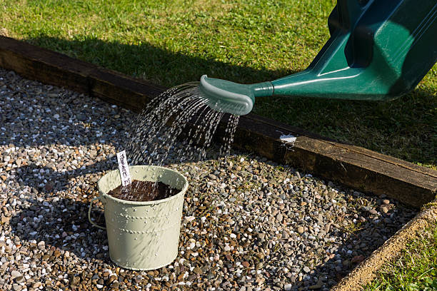 istock Watering Newly Planted Tomato Seeds in a Metal Pot 2220172483